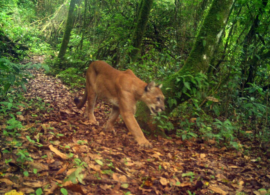 Puma caminando por un sendero de un bosque de niebla