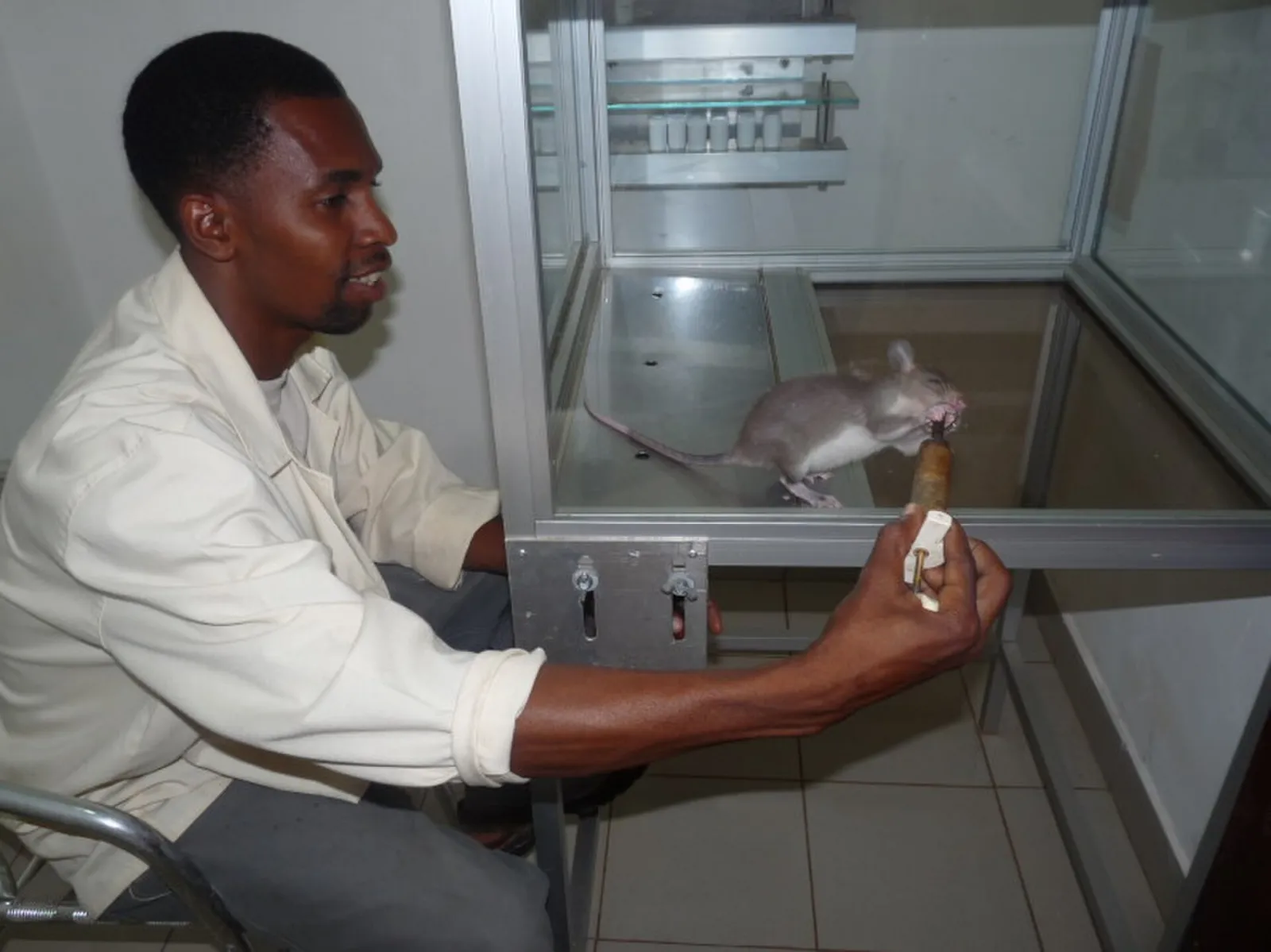 Una rata gigante africana joven durante su entrenamiento con clicker, con banano y maní como premio