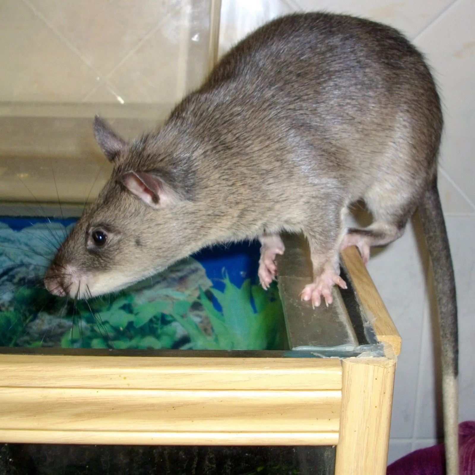 Primer plano de una rata gigante africana apoyada en el borde de un terrario, olfateando