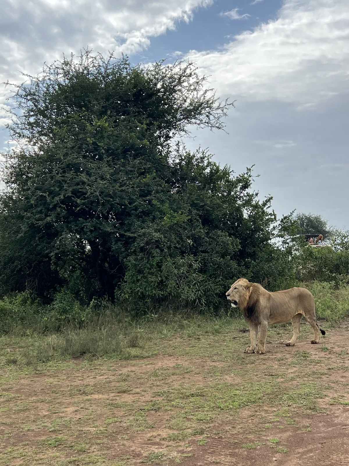León macho de pie junto a una acacia en el Parque Nacional de Nairobi, bajo el cielo abierto