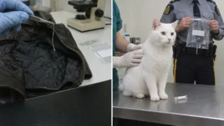 snowball adn de gato juicio asesinato hero