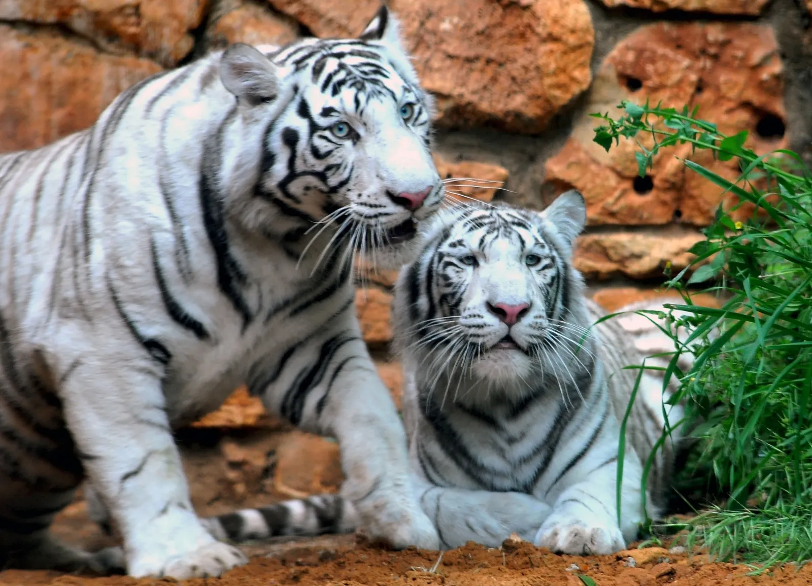 Tigre blanco de pelaje claro con rayas oscuras