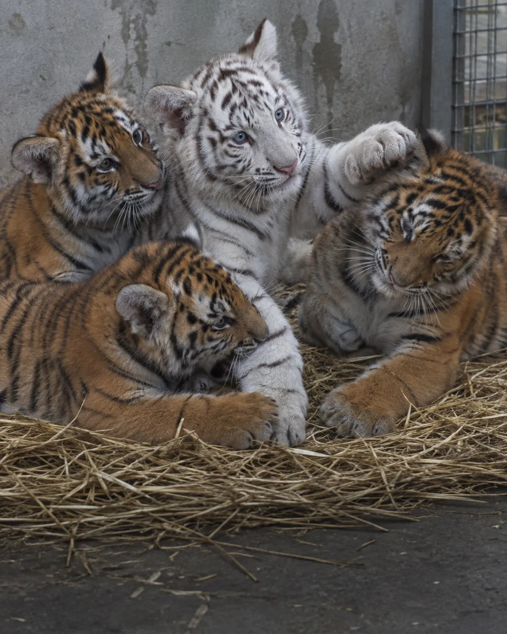 Camada de cuatro cachorros de tigre jugando sobre paja: tres naranjas con rayas negras y uno blanco con rayas oscuras y ojos azules