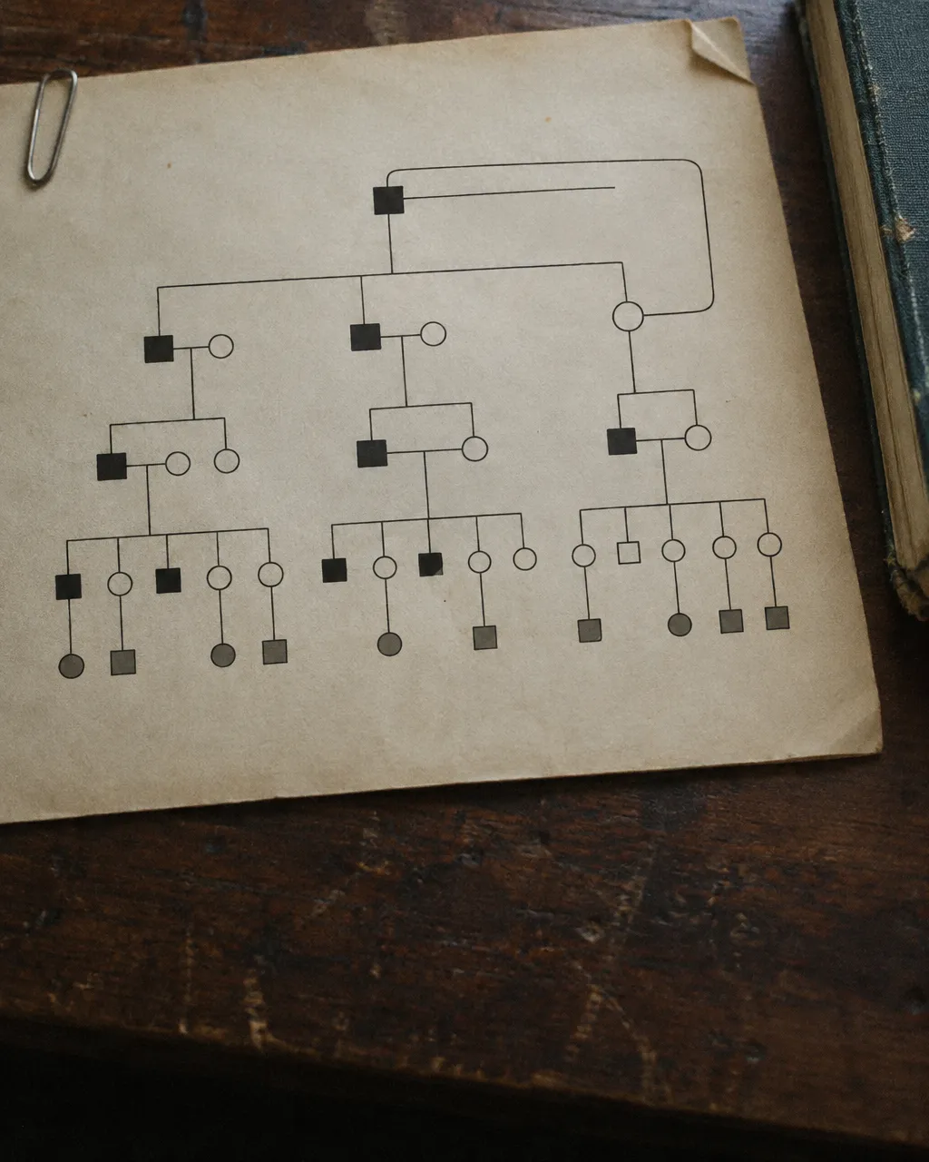 Árbol genealógico impreso sobre un escritorio de madera, con cuadros y círculos unidos por líneas que suben hasta un solo macho