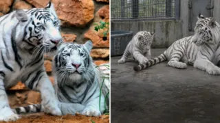 tigre blanco mohan cachorro 1951 hero