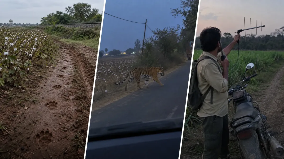 Un tigre joven caminó 2.000 km entre aldeas de la India y casi nadie lo vio