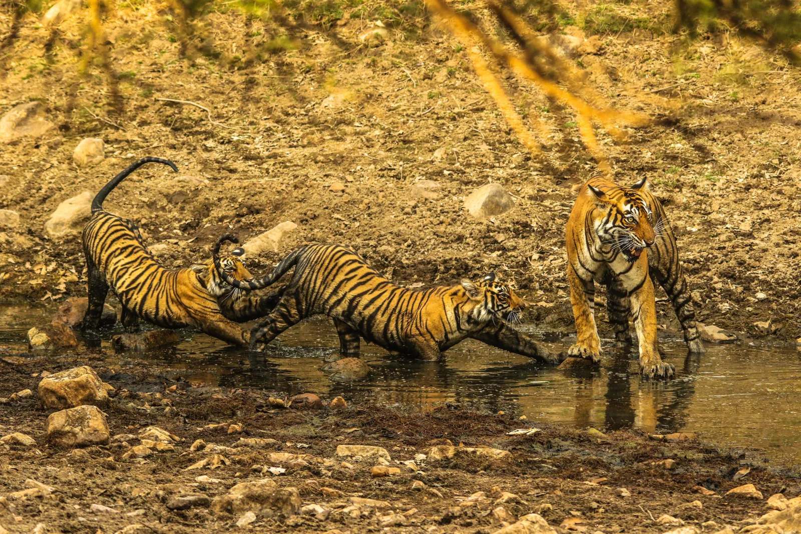 Una tigresa con sus crías jugando junto a una charca en Ranthambore