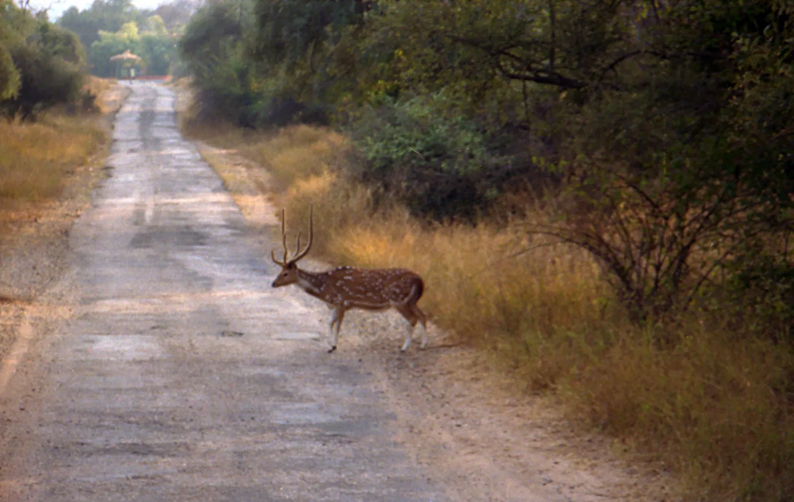 Un ciervo moteado cruza un camino de tierra entre los árboles secos de la reserva de Sariska