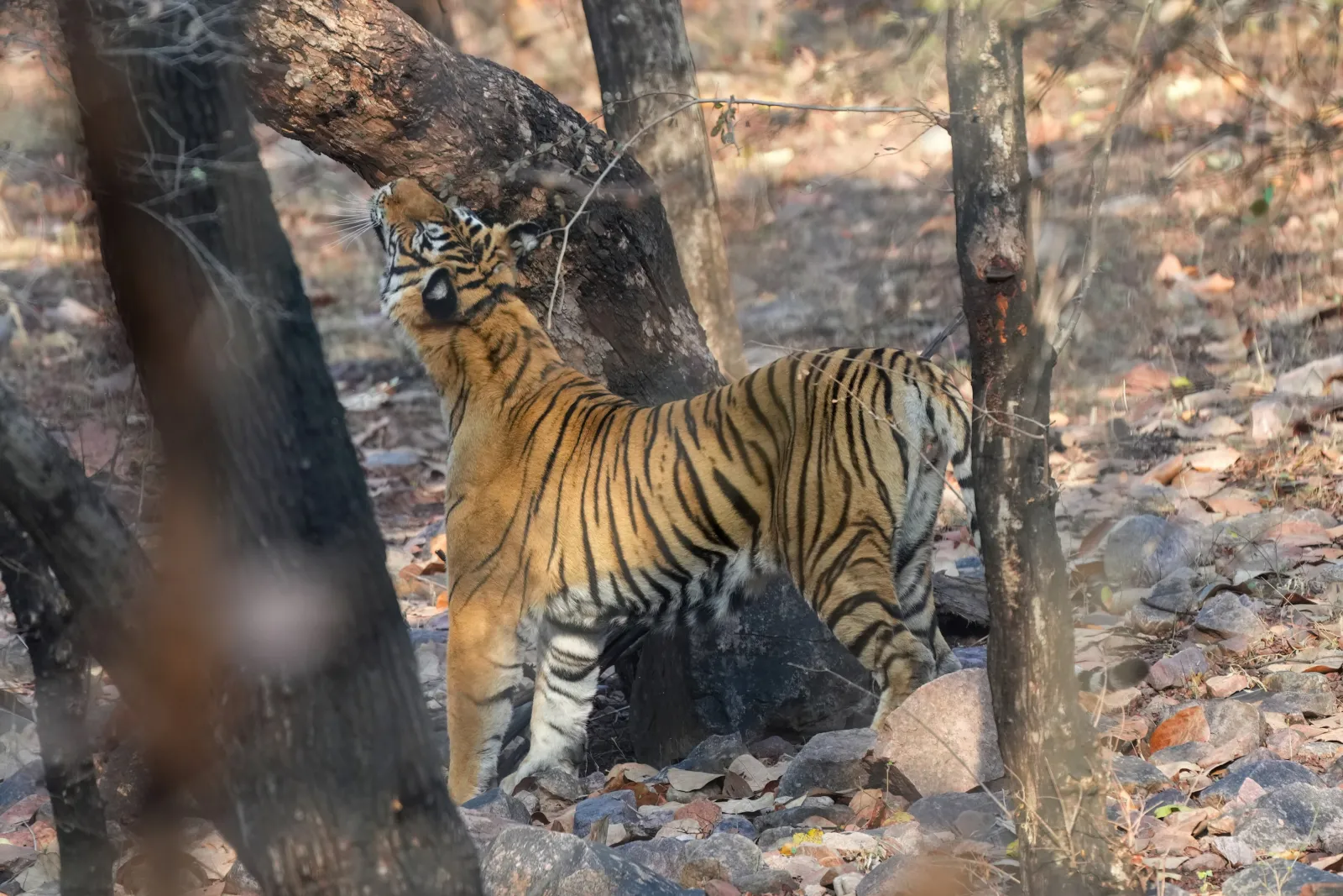 Un tigre de Bengala marca su territorio junto a un árbol en un bosque de Ranthambore