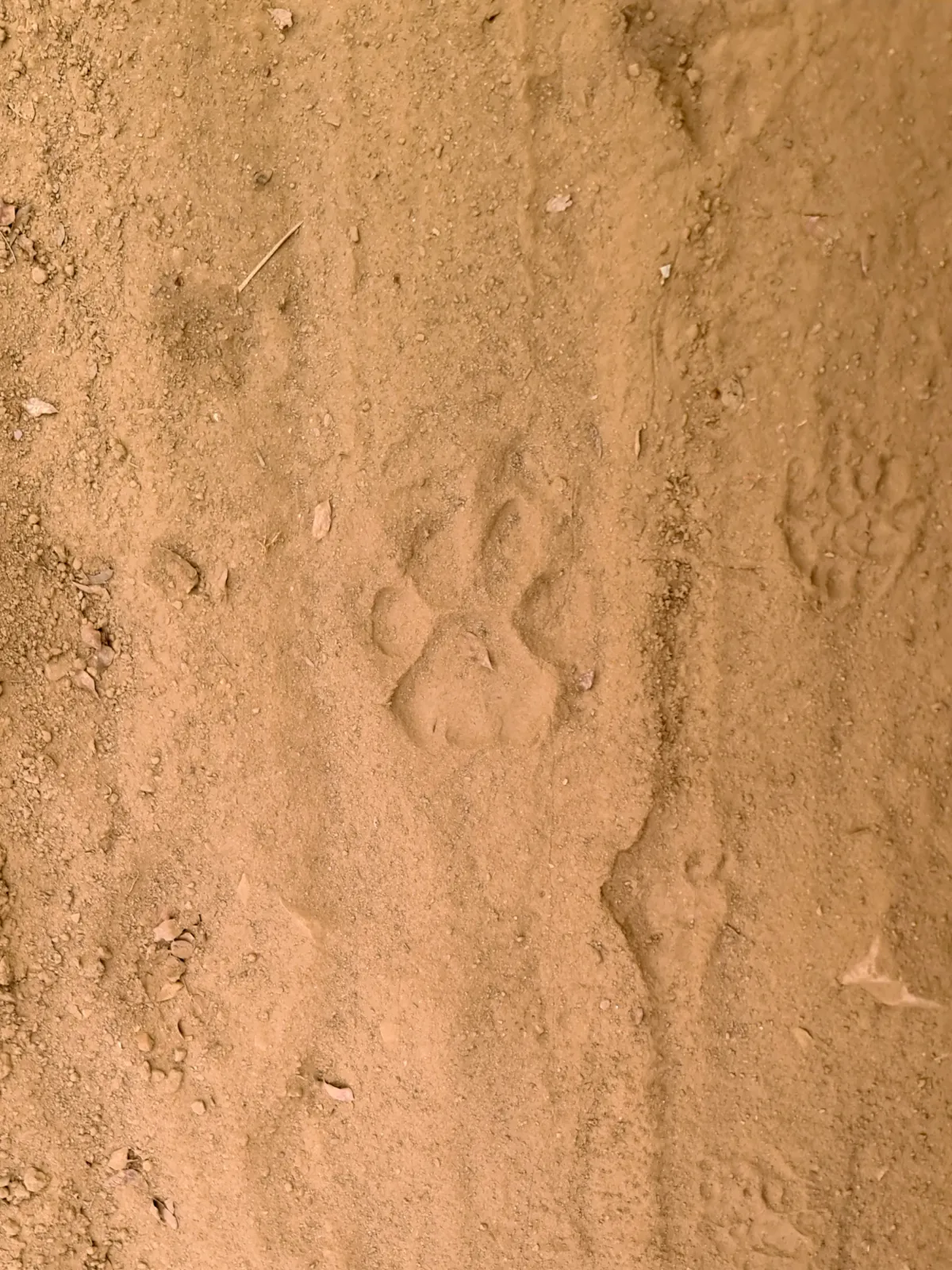 Huellas de tigre marcadas en la tierra suelta de un camino