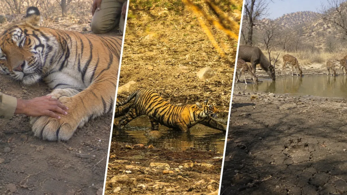 Una reserva creada para proteger tigres se quedó sin ninguno, y el regreso empezó con un tigre dormido en un helicóptero