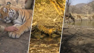 tigres de sariska reserva sin tigres helicoptero hero