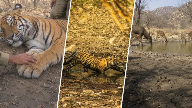 Una reserva creada para proteger tigres se quedó sin ninguno, y el regreso empezó con un tigre dormido en un helicóptero