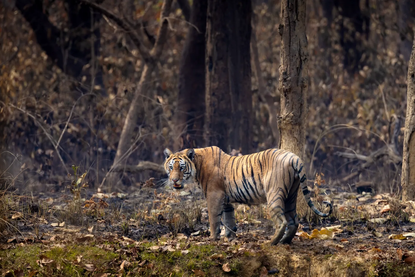 Nepal casi triplicó sus tigres salvajes y la selva se le quedó pequeña 2 Fotografía de un tigre