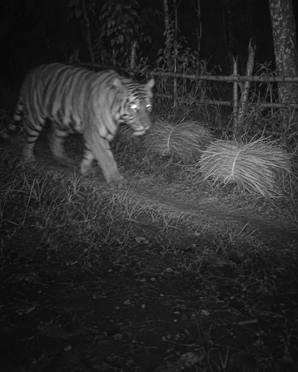 Nepal casi triplicó sus tigres salvajes y la selva se le quedó pequeña 4 Fotograma infrarrojo en blanco y negro de una cámara trampa en el que un tigre cruza de noche un sendero estrecho al borde del bosque