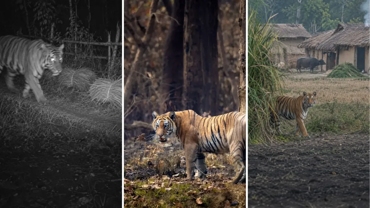Nepal casi triplicó sus tigres salvajes y la selva se le quedó pequeña 1 Nepal casi triplicó sus tigres salvajes y la selva se le quedó pequeña