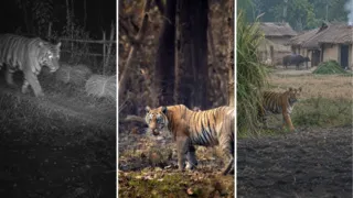 Nepal casi triplicó sus tigres salvajes y la selva se le quedó pequeña