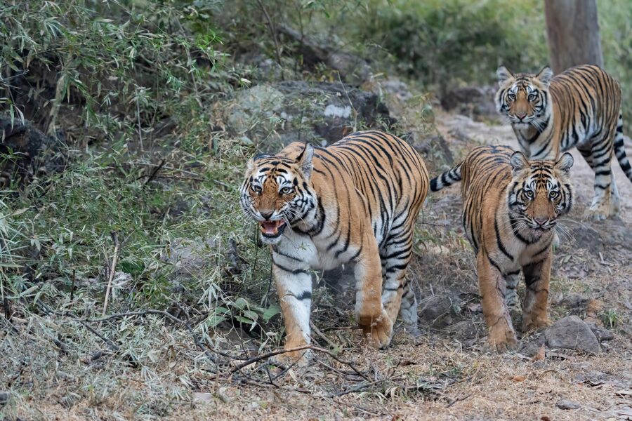 Felinos en peligro de extinción: cuáles son y qué los amenaza 3 Una tigresa camina por un sendero del bosque seguida por dos de sus cachorros ya crecidos