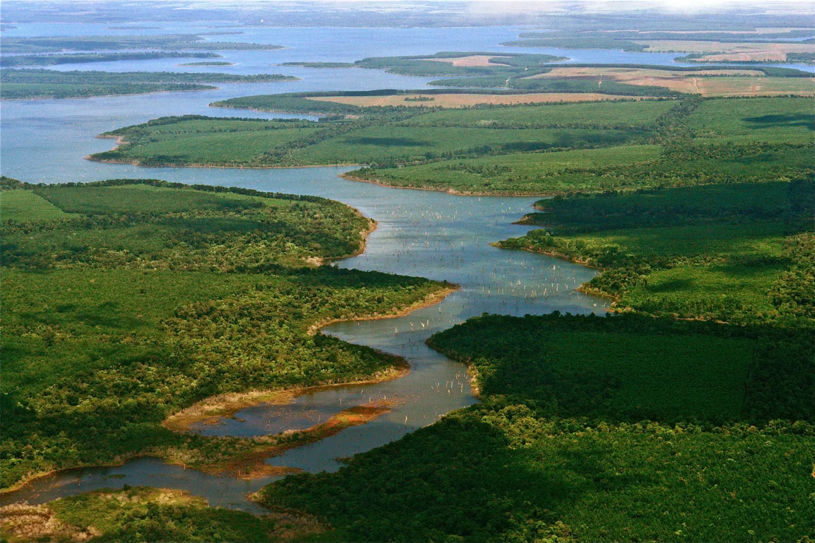Para devolver el yaguareté al Iberá, sus cuidadores aprendieron a no dejarse ver 3 Un yaguareté, el mayor felino de América