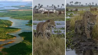 yaguarete en el ibera crianza sin contacto humano hero